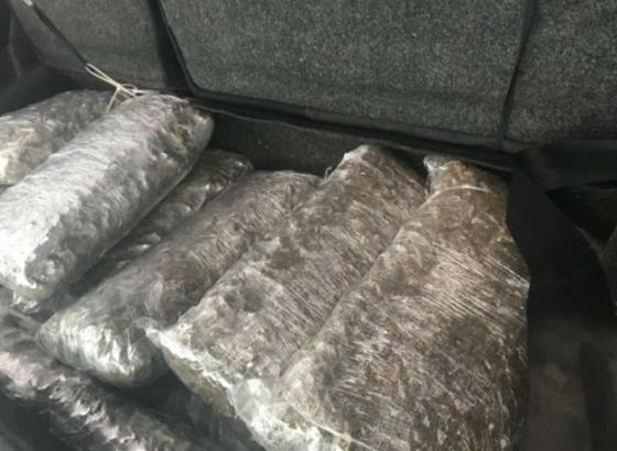 U akciji 'Akademik' uhapšene tri osobe, oduzeto 14 kilograma 'skanka'