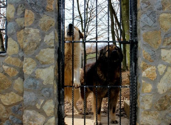Iz arhiva Starta: Kako su skratili ljetovanje zbog zeca, vratili ljubimca prije razvoda, o zlatnim ribicama Bogića Bogićevića