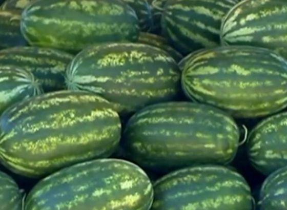 Crnogorac u kamionu s lubenicama prevozio 423 kilograma marihuane