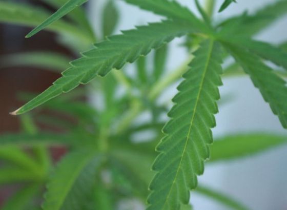 Kod dvojice Mostaraca pronađena droga