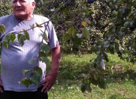 Rad i trud i nakon penzije: Voćnjak  Marka Miličevića iz Bugojna 'rodio' kao nikada do sada