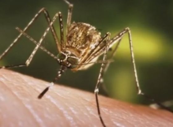 Šest osoba inficirano virusom Zapadnog Nila