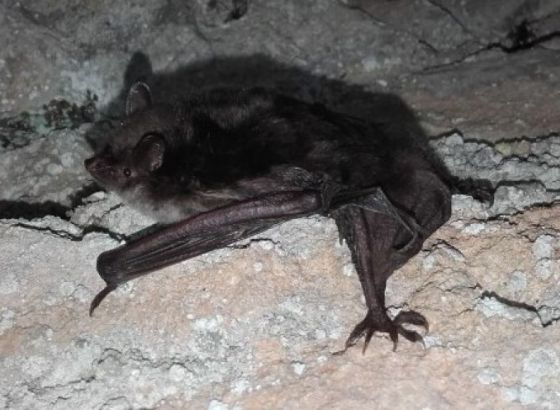 Na području Bijambara otkrivene četiri nove vrste šišmiša