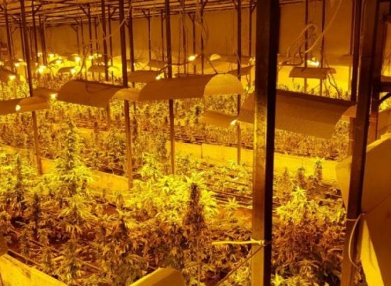 Otkrivena laboratorija za uzgoj marihuane 'skunk' na području Bijeljine