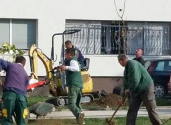 Počela sadnja 547 novih stabala i 5.906 sadnica ukrasnog grmlja u KS-u