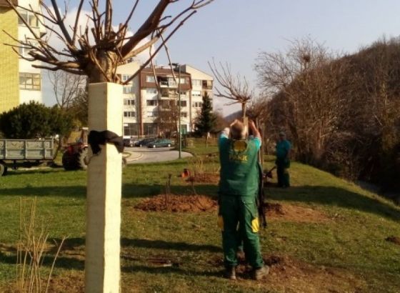 Realizacija projekta "Hortikulturnog unapređenja zelenih površina u KS"