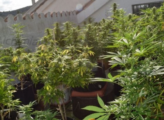 Srbija: Zaplijenjeno 47 kilograma marihuane, uhićena dvojica policajaca