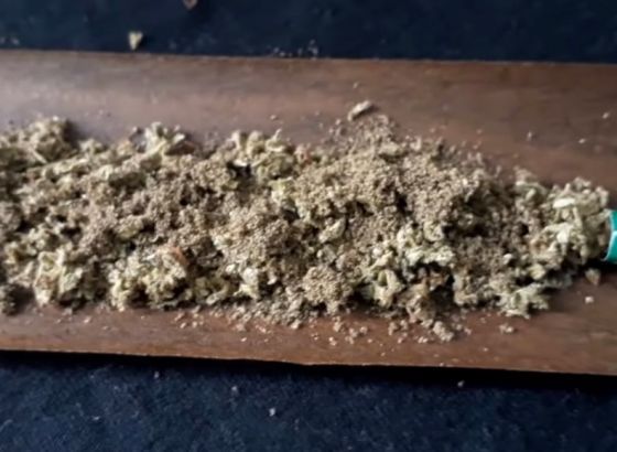 U Gacku zaplijenjeno oko 240 kilograma skanka