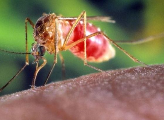 Naučnici razvijaju lijek za kontrolu rađanja komaraca