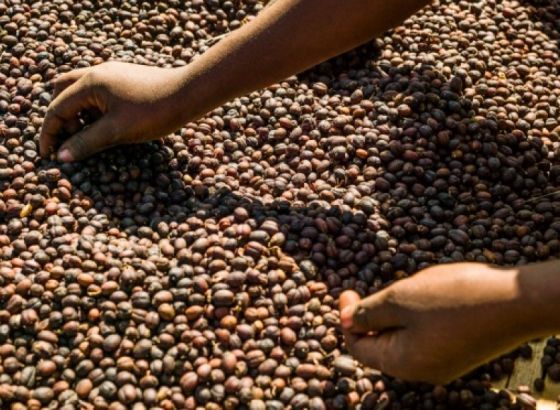 Zbog klimatskih promjena ugroženo više od polovine vrsta kafe u svijetu