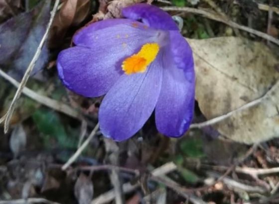 Desetine planinara na Brezovači i Golom brdu, proljetni vjesnici ukrasili šumu