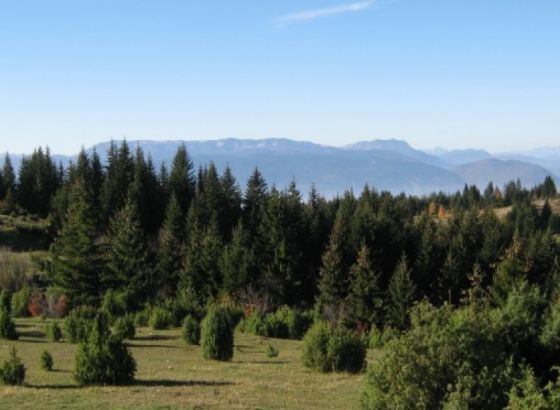 Ekolozi traže da se zaštiti šumsko bogatstvo BiH