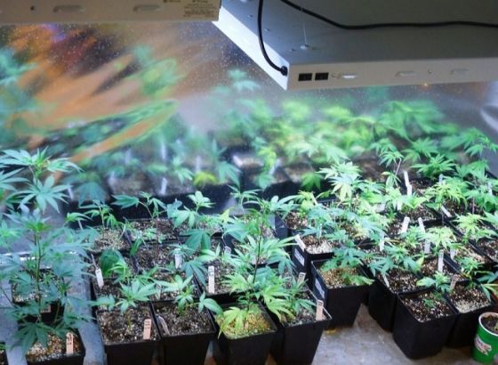 Pronađena improvizovana laboratorija za uzgoj 'skanka' u Bosanskoj Gradišci