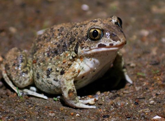 Klimatske promjene uzrokuju masovna izumiranja žaba