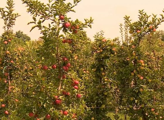 Jabuka Idared povučena s tržišta zbog pesticida