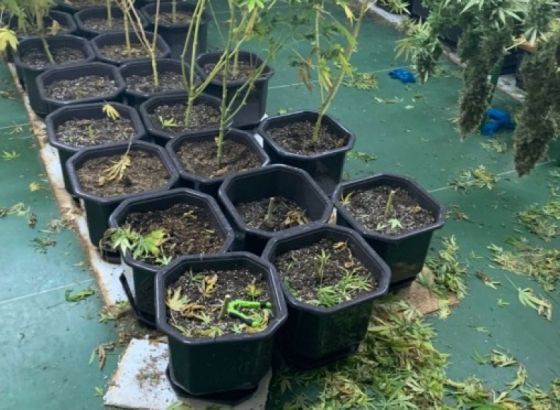 Otkrivena nova laboratorija za uzgoj skanka, uhapšene dvije osobe iz Tuzle