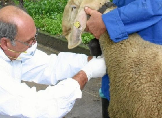 Bruceloza - Opasnost za ljude vreba više u mliječnim proizvodima, nego u mesu