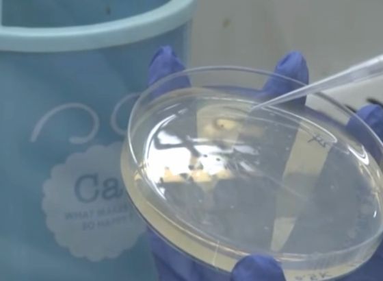 Znanost: Bioplastika od manga i morskih algi