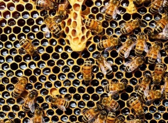 U tri mjeseca uginulo više od 500 miliona pčela u Brazilu