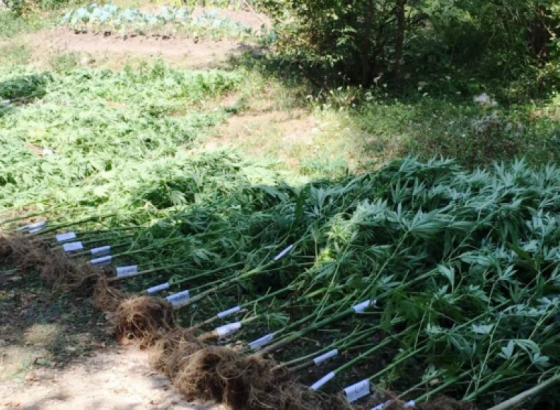 Pripadnici GPBiH otkrili plantažu marihuane na području Posušja