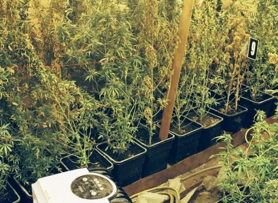 U okolini Banje Luke pronađena manja laboratorija za uzgoj droge