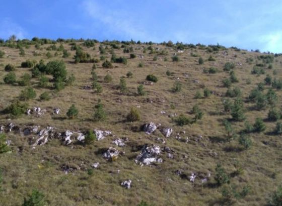 Na Bjelašnici pošumljeno 165 hektara površine