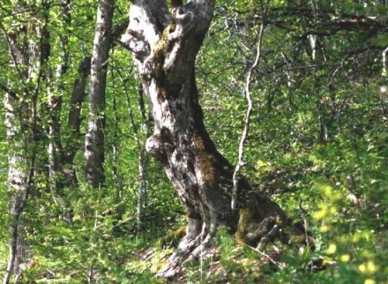Predstavljen projekt o stanju prirode i upravljanju prirodnim resursima u BiH