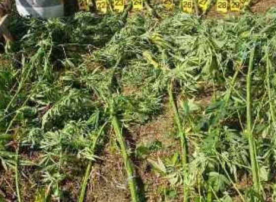 Zaplijenjeno više od 11 kg opojne droge marihuane namijenjene tržištu