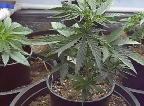 Znanstvenici: Nedovoljno dokaza o učinkovitosti medicinskog kanabisa