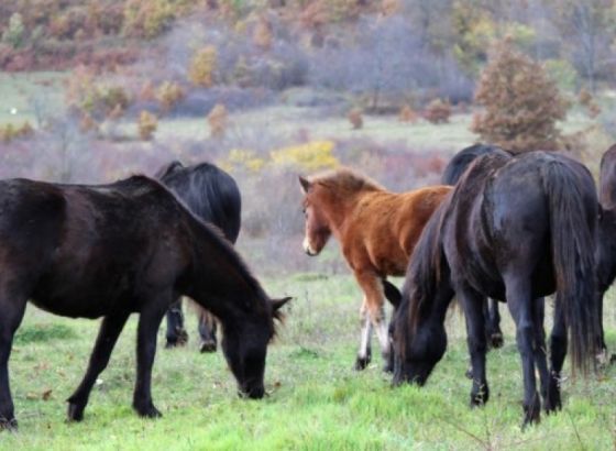 Bosanski brdski konj nije više ekstremno ugrožena pasmina