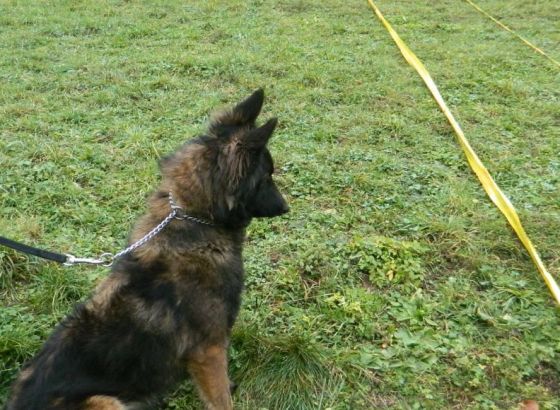 IZ ARHIVE: Evo kako se treniraju policijski psi