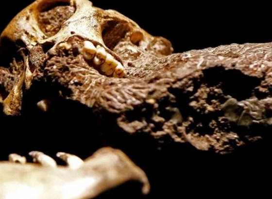 Lubanja najmanjeg dinosaura očuvana u jantaru starom 99 milijuna godina
