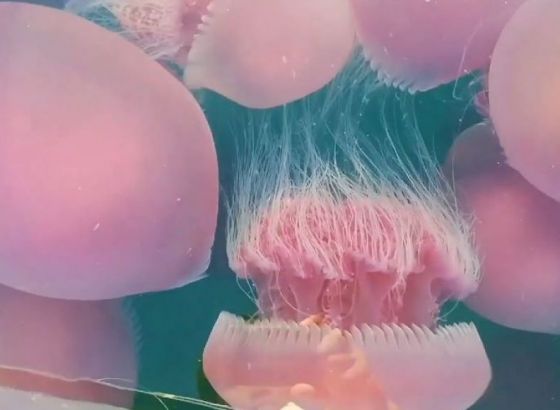 Virus ne utiče na prirodu: Životinje se vratile u svoje prirodno stanište (VIDEO)