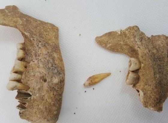 Otkriće bh. naučnika - Genetički dokazi daju novu sliku o prahistoriji