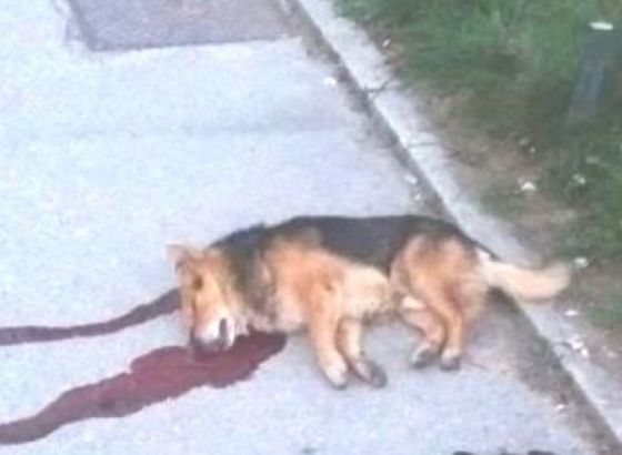 Usmrtio psa i ranio jednu osobu na Sokocu