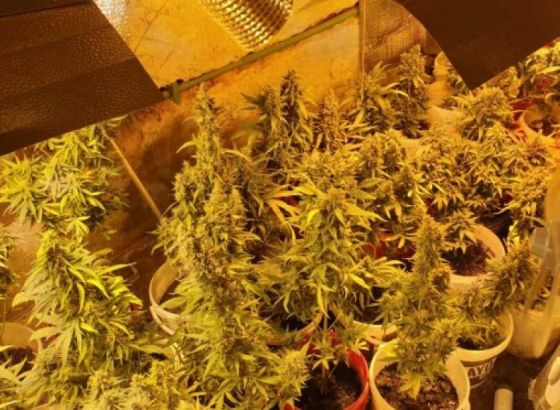 Kod Banjalučanina pronađena improvizovana laboratorija za uzgoj marihuane