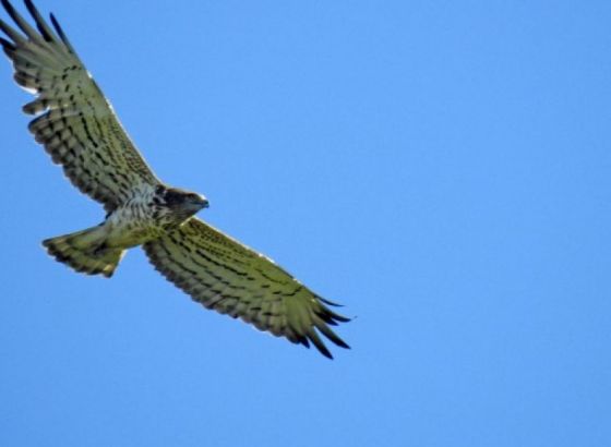 Počela istraživanja biodiverziteta na području Hercegovine