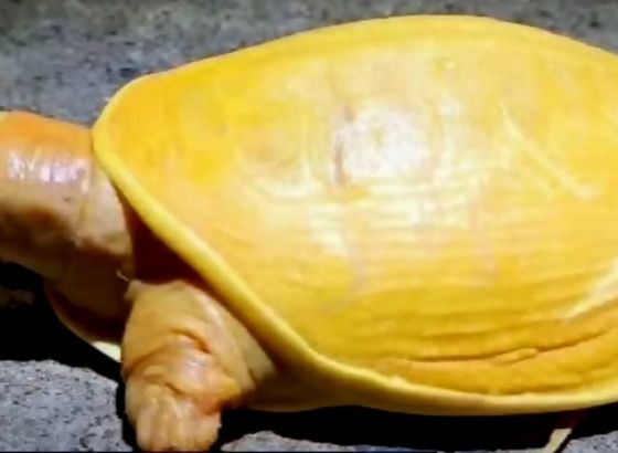 U Indiji otkrivena rijetka žuta albino kornjača