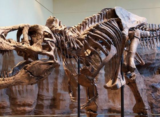 Lovci na fosile otkrili kosti nepoznatog dinosaura, srodnika T.Rexa
