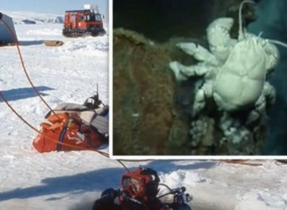 Novo otkriće na Antarktiku, postoji život i nekoliko kilometara ispod leda