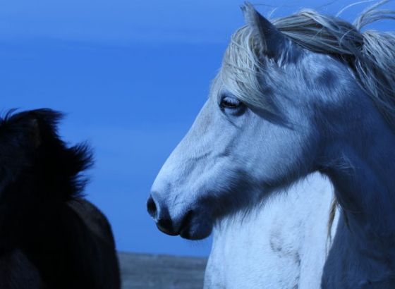 Foto safari na bosanski način