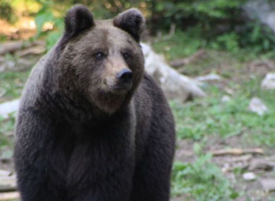 Pokrenuti važni procesi za zaštitu mrkog medvjeda u BiH