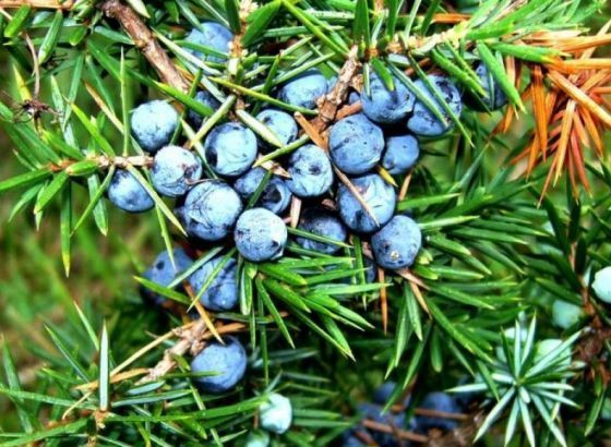 Napravite ljekoviti sok od smreke(kleke): Njeno djelovanje je mnogostruko