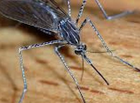 Šta je virus Zapadnog Nila i kakve su šanse da se čovjek njime zarazi?