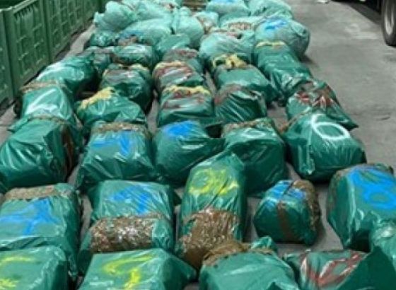 Crnogorska policija zaplijenila pola tone marihuane