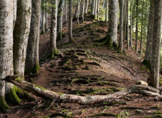 WWF Adria: Krajnje vrijeme da ozbiljno promijenimo odnos prema šumama