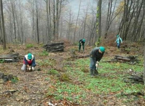 Jablanica će posaditi najmanje tisuću stabala u 2021. godini