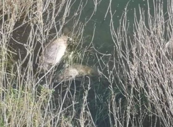 Pomor ribe u Buškom jezeru, na terenu i inspektori
