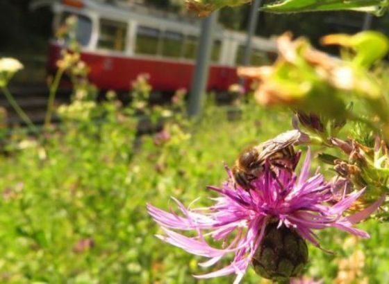 Bečki javni prijevoznik 'Wiener Linien' planira naseliti dva miliona pčela