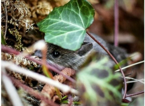 U Sloveniji epidemija mišje groznice